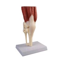 Erler Zimmer anatomy muscle model of the knee joint,...