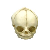 Erler Zimmer fetus skull anatomy model, different. Development Weeks