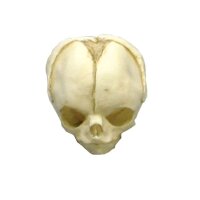 Erler Zimmer fetus skull anatomy model, different....