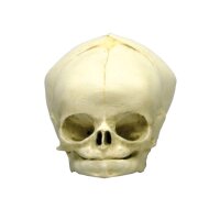 Erler Zimmer fetus skull anatomy model, different. Development Weeks