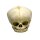 Erler Zimmer fetus skull anatomy model, different. Development Weeks