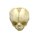 Erler Zimmer fetus skull anatomy model, different. Development Weeks