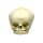 Erler Zimmer fetus skull anatomy model, different. Development Weeks