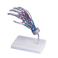 anatomical hand skeleton with vessels by Erler Zimmer...