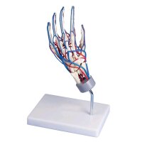 anatomical hand skeleton with vessels by Erler Zimmer...