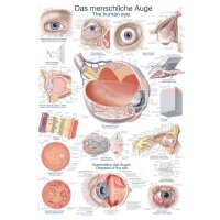 Erler Zimmer "The human eye" anatomical...