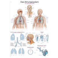 graphic training aid "The respiratory system",...