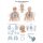 graphic training aid "The respiratory system", Print, diff. Sizes