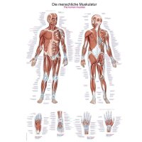 graphic training aid "The human muscles",...