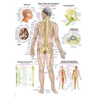 Erler Zimmer anatomical chart "The nervous...