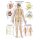 Erler Zimmer anatomical chart "The nervous system", diff. Sizes