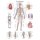 Erler Zimmer anatomical chart "The vascular system", diff. Sizes
