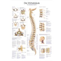 Erler Zimmer The Spine Anatomical Posters, diff. Sizes