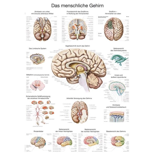 Erler Zimmer The human brain anatomical posters, size choice