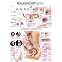 Erler Zimmer "pregnancy" anatomical charts,...