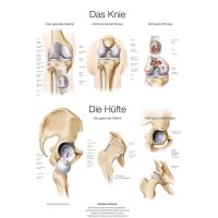 Erler Zimmer The knee / hip The anatomical table, size...