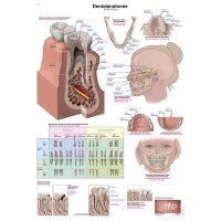 Erler Zimmer "Dental Anatomy" Instructional...
