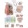 Erler Zimmer "Dental Anatomy" Instructional panel, size choice