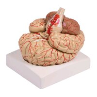 Brain model with arteries of Erler Zimmer, 9-piece,...