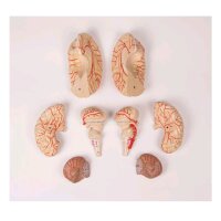 Brain model with arteries of Erler Zimmer, 9-piece,...