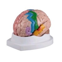 colored brain model Erler Zimmer, 5-piece live large...