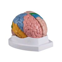 colored brain model Erler Zimmer, 5-piece live large...