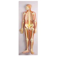 Erler Zimmer, nervous system model, 1/2 size, open head,...