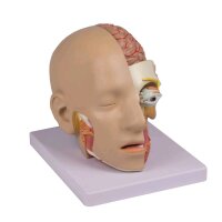 Head model of Erler Zimmer, separable, 4-piece,...