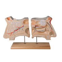 Erler Zimmer nose and olfactory organ model, foldable,...