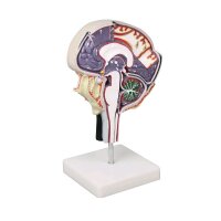 Cerebrospinal fluid circulation model Erler Zimmer, brain...