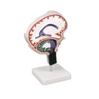 Cerebrospinal fluid circulation model Erler Zimmer, brain...