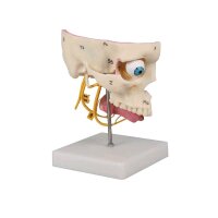 Model of the sense organs of Erler Zimmer, life-size,...