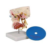 Model of the sense organs of Erler Zimmer, life-size,...