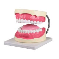 Dental care model by Erler Zimmer, incl. Toothbrush,...