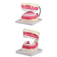 Dental care model by Erler Zimmer, incl. Toothbrush,...