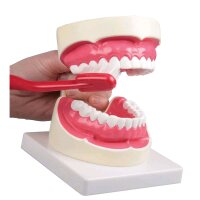 Dental care model by Erler Zimmer, incl. Toothbrush, diff. Sizes