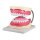 Dental care model by Erler Zimmer, incl. Toothbrush, diff. Sizes