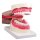 Dental care model by Erler Zimmer, incl. Toothbrush, diff. Sizes