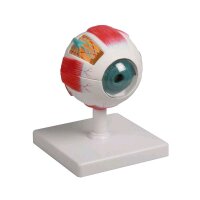 Eye model Erler Zimmer, anatomical, 4 times life size, 6...