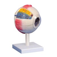 Erler Zimmer Eye model, anatomical, 6 times life size,...