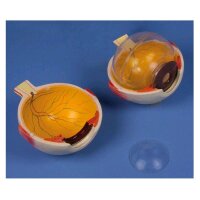 Erler Zimmer Eye model, anatomical, 6 times life size,...