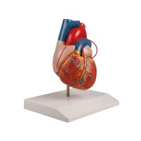 Erler Zimmer Heart Model, 3 bypasses, 2-piece, life-size...