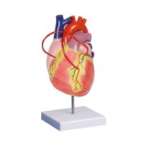 Erler Zimmer Heart model, Bypass, 2 part, 2 times life...