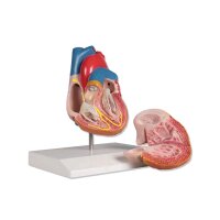 Erler Zimmer Heart Model with Conducting System,...