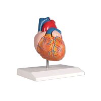 Erler Zimmer Heart model, 2 parts life size, painted in...