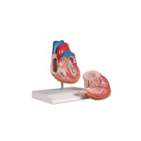 Erler Zimmer Heart model, 2 parts life size, painted in...