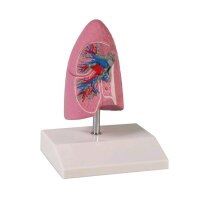 Model of pulmonary half Erler Zimmer, 1/2 life size, with...