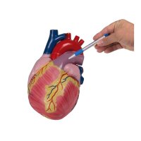 Erler Zimmer Heart model, 2 parts, unbreakable, 3 times...