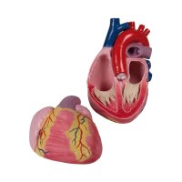 Erler Zimmer Heart model, 2 parts, unbreakable, 3 times...