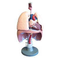 Model of the respiratory system life-size plastic...